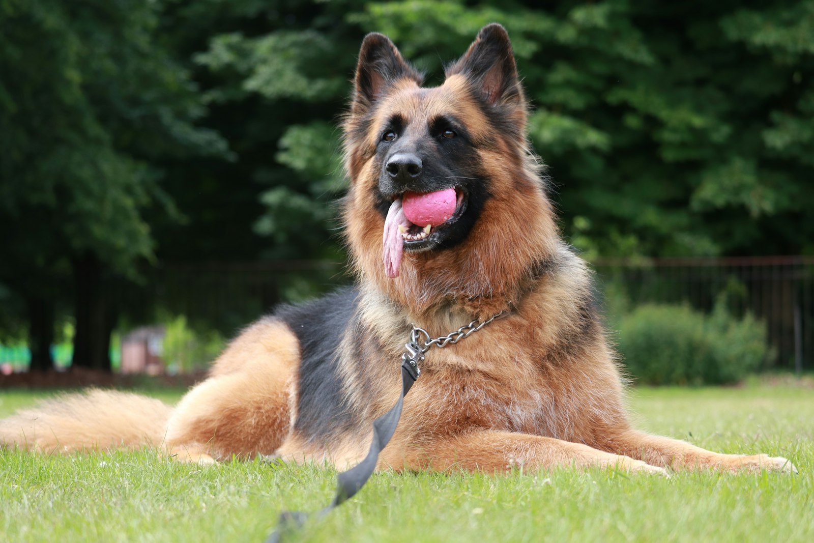 Dog Boarding in San Mateo: How to Find Holiday Care Without Breaking the Bank